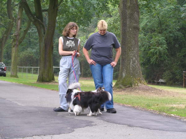 Sheltietreffen 2009-01