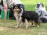 Sheltietreffen 2009-32