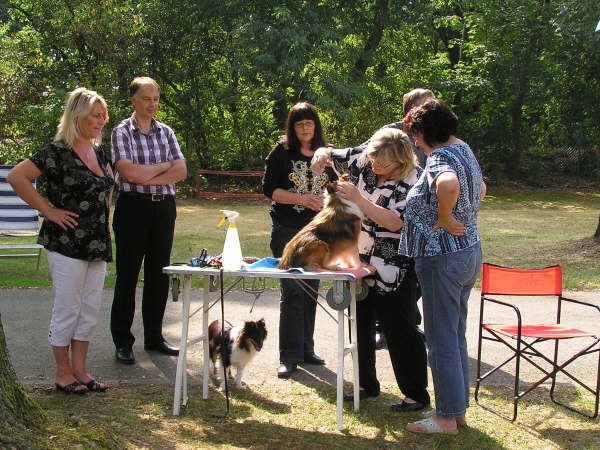 Sheltietreffen 2009-37