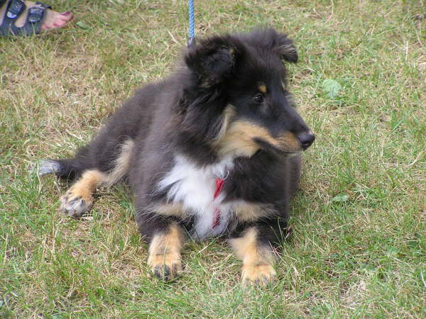 Sheltietreffen 2009-40