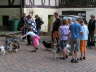 Sheltietreffen 2011-16