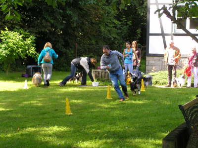 Sheltietreffen_2012_40