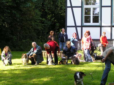 Sheltietreffen_2012_59