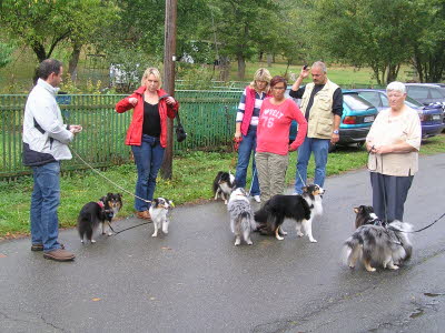 Sheltietreffen_2013_09