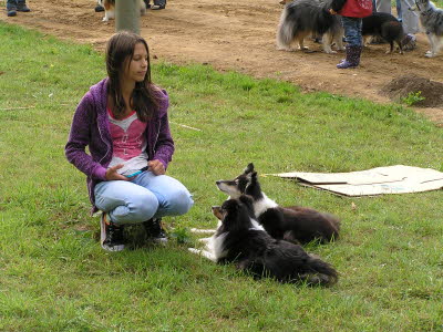 Sheltietreffen_2013_33