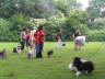 Sheltietreffen 08