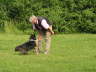 Sheltietreffen 08