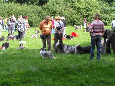 Sheltietreffen 07